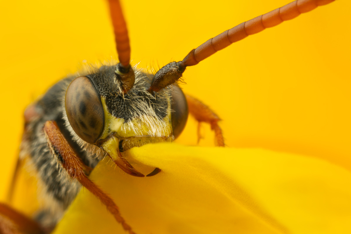 Sleeping Nomada Bee a